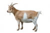 Geiten & schapen