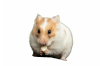 Hamsters