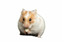 Hamsters