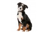 Dieren