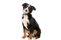 Dieren Dieren