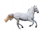 Adult