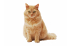 Katten