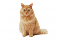 Katten