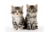 Katten