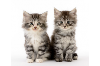Katten