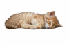Kitten