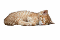 Kitten