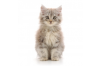 Kitten