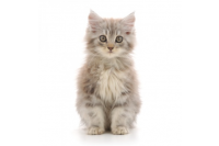 Kitten Kitten