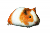 Knaagdieren Knaagdieren