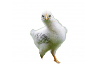Opfokvoer