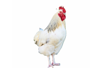 Strooivoer