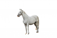Paarden