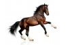 Paarden