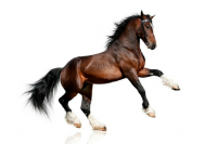 Paarden