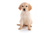 Puppy Puppy