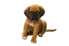 Puppy