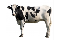 Agri Agri