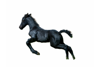 Veulen Veulen