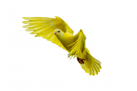 Vogels Vogels