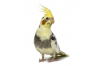 Vogels