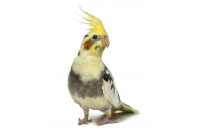 Vogels