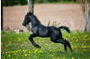 Paarden