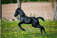 Paarden