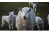Schapen en Geiten