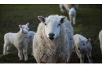 Schapen en Geiten