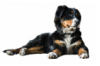 Dieren