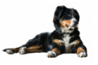 Dieren