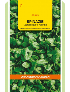 OBZ SPINAZIE CAMPANIA F1, 50G