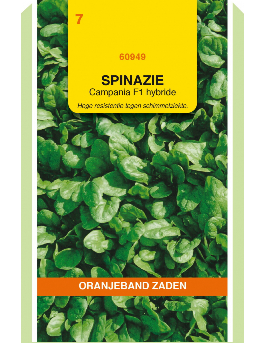 OBZ SPINAZIE CAMPANIA F1, 50G