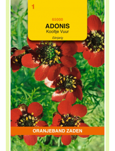OBZ ADONIS, KOOLTJE VUUR, ROOD