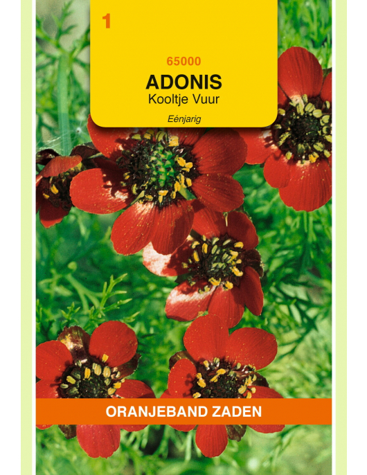 OBZ ADONIS, KOOLTJE VUUR, ROOD