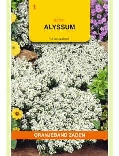 OBZ ALYSSUM SNEEUWKLEED
