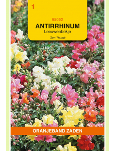OBZ ANTIRRHINUM, LEEUWENBEKJE TOM THUMB
