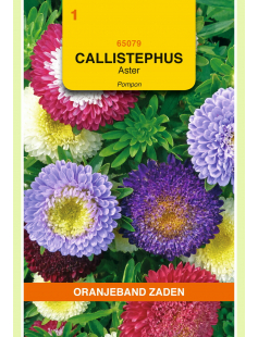 OBZ CALLISTEPHUS, ASTER POMPON GEMENGD