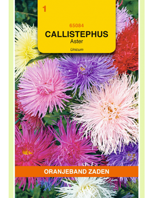 OBZ CALLISTEPHUS, ASTER UNICUM GEMENGD