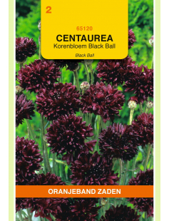 OBZ CENTAUREA, KORENBLOEM BLACK BALL