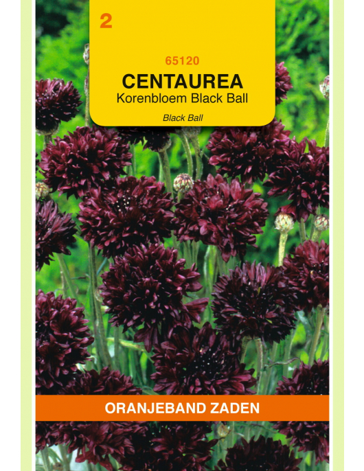 OBZ CENTAUREA, KORENBLOEM BLACK BALL