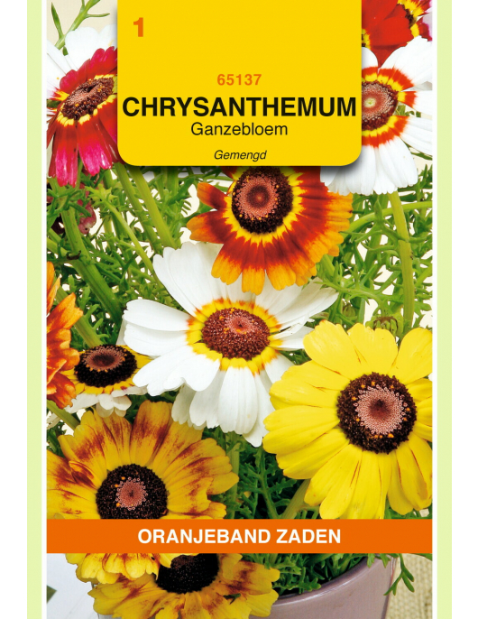 OBZ CHRYSANTHEMUM, GANZENBLOEM GEMENGD OBZ CHRYSANTHEMUM, GANZENBLOEM GEMENGD