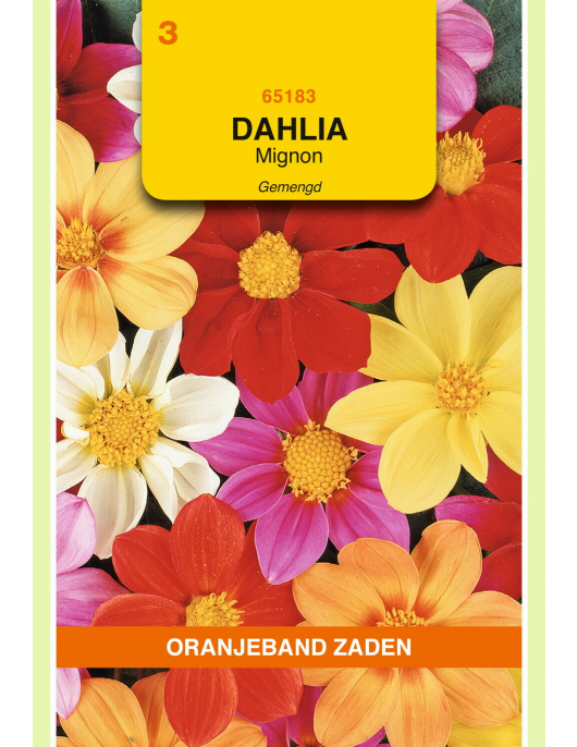 OBZ DAHLIA, MIGNON GEMENGD OBZ DAHLIA, MIGNON GEMENGD