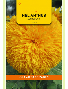 OBZ HELIANTHUS, ZONNEBLOEM SUNGOLD DUBBELBLOEMIG HOOG