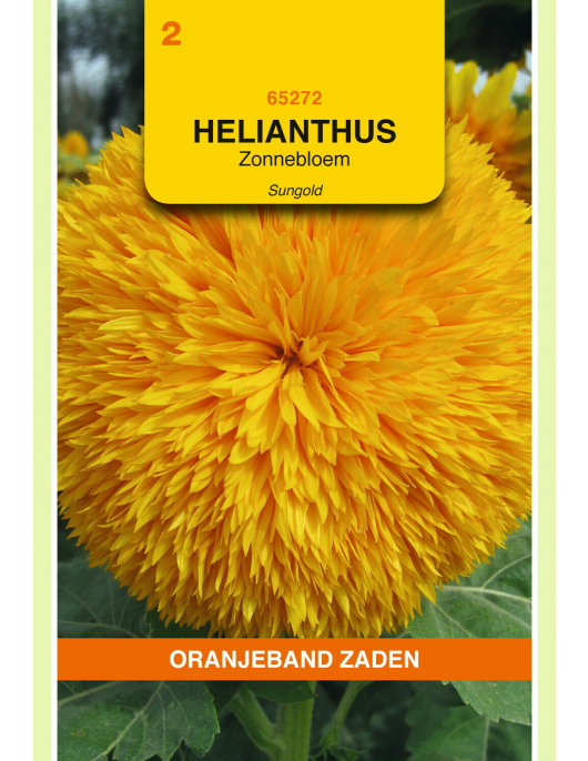 OBZ HELIANTHUS, ZONNEBLOEM SUNGOLD DUBBELBLOEMIG HOOG OBZ HELIANTHUS, ZONNEBLOEM SUNGOLD DUBBELBLOEMIG HOOG
