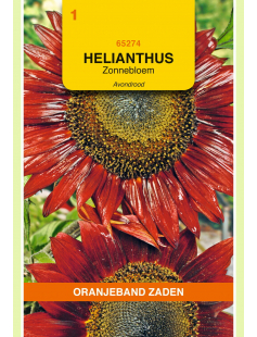 OBZ HELIANTHUS, ZONNEBLOEM AVONDROOD