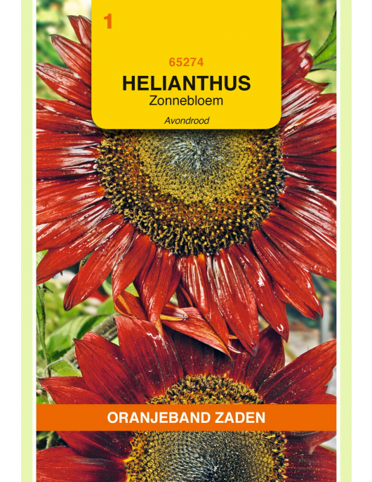 OBZ HELIANTHUS, ZONNEBLOEM AVONDROOD OBZ HELIANTHUS, ZONNEBLOEM AVONDROOD