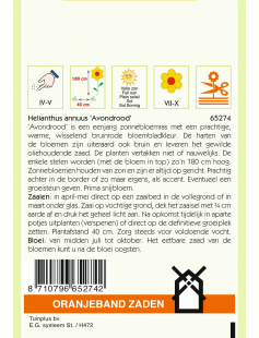 OBZ HELIANTHUS, ZONNEBLOEM AVONDROOD